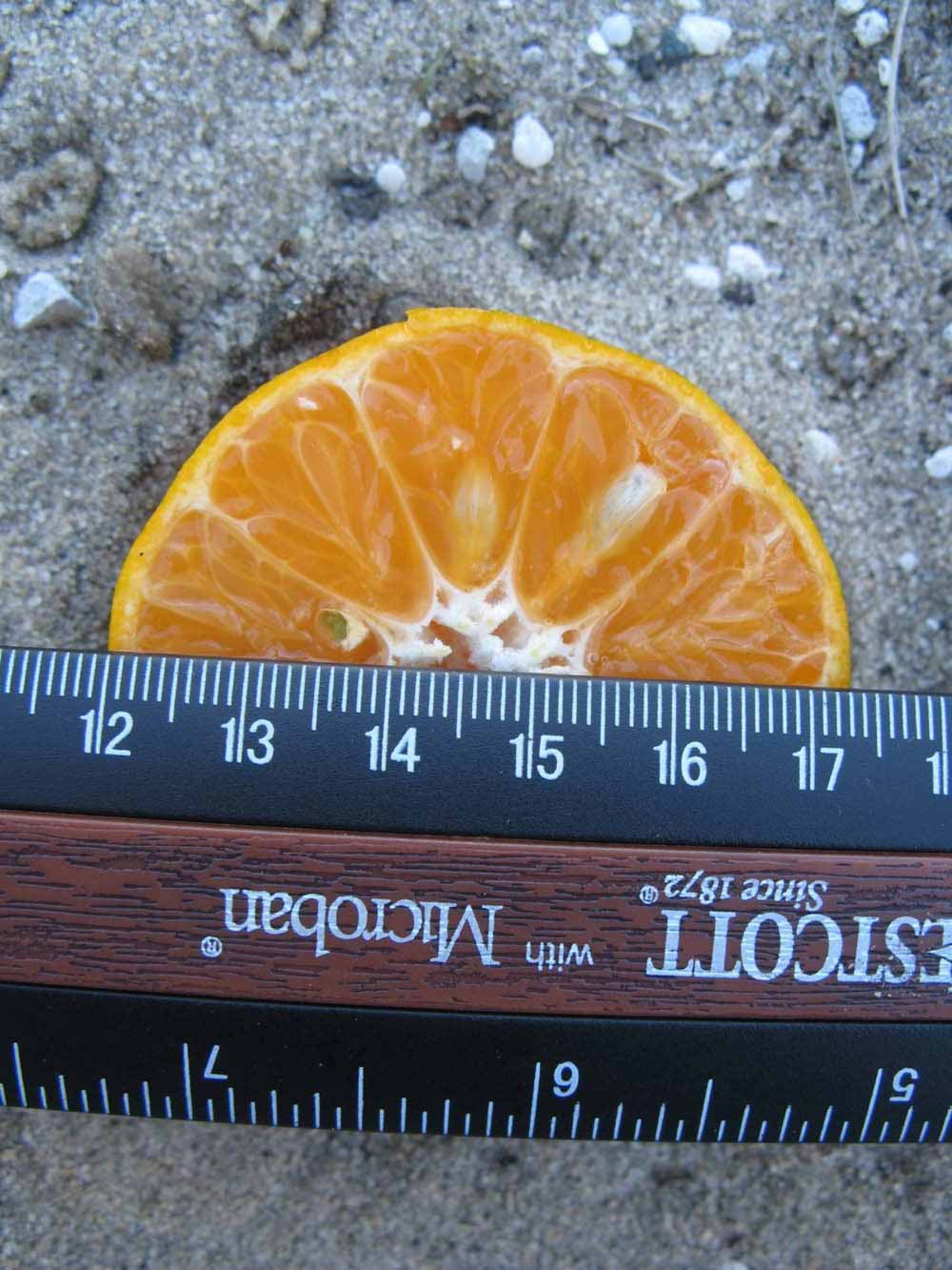              Fruit cross-section (Winter Haven, FL)       